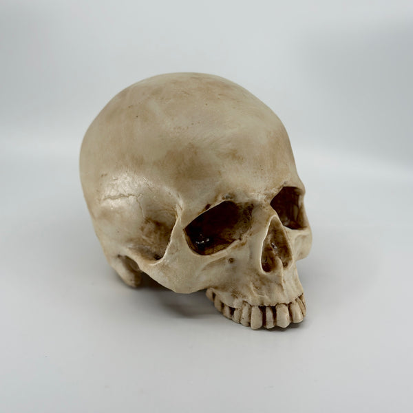 Aged Skull