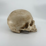 Aged Skull