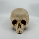 Aged Skull