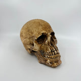 Catacomb Skull with Jaw