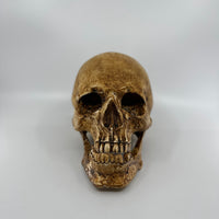 Catacomb Skull with Jaw