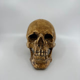 Catacomb Skull with Jaw