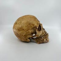 Catacomb Skull with Jaw