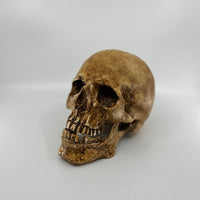 Catacomb Skull with Jaw