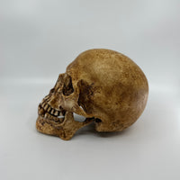 Catacomb Skull with Jaw