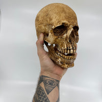 Catacomb Skull with Jaw