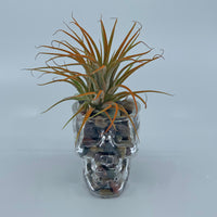 Skull shot glass with airplant