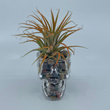 Skull shot glass with airplant