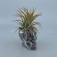 Skull shot glass with airplant