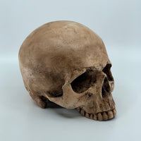 Catacomb Skull