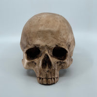 Catacomb Skull