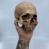 Catacomb Skull